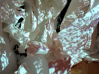 Lily Hatchett Image